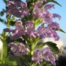 Dragon's Head seeds - pkg of 20 seeds