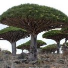 Dragon Tree seeds - pkg of 2 seeds