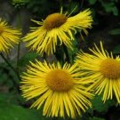 Elecampene seeds - pkg of 15 seeds