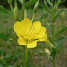 Evening Primrose seeds - pkg of 50 seeds