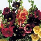 Hollyhock Mix seeds - pkg of 10 seeds