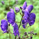Monkshood seeds - pkg of 5 seeds