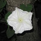 Moonflower Vine seeds - pkg of 2 seeds