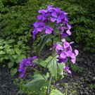 Silver Dollar seeds - pkg of 7 seeds