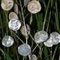 Silver Dollar seeds - pkg of 7 seeds