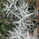 Silver Wormwood seeds - pkg of 20 seeds