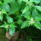 Stinging Nettle seeds - pkg of 40 seeds