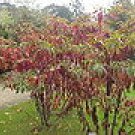 Pokeweed seeds - pkg of 15 seeds