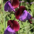 Cupani Sweet Pea seeds - pkg of 6 seeds