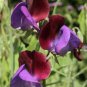 Cupani Sweet Pea seeds - pkg of 6 seeds