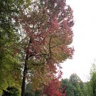 Sweetgum seeds - pkg of 10 seeds