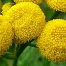 Tansy seeds - pkg of 50 seeds