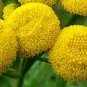 Tansy seeds - pkg of 50 seeds