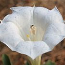 White Moonflower seeds - pkg of 4 seeds