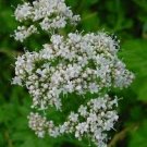 Valerian seeds - pkg of 20 seeds