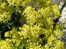 Woad seeds - pkg of 10 seeds