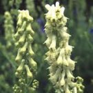 Wolfsbane seeds - pkg of 5 seeds