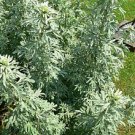 Absinthium seeds - pkg of 40 seeds