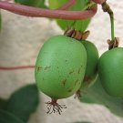 Hardy Kiwi seeds - pkg of 2 seeds