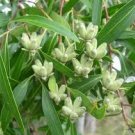 Soap Tree seeds - pkg of 1 seed