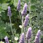 French Lavender Fragrance Oil, 1 oz