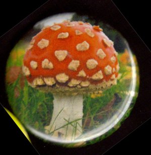 Amanita Muscaria Mushroom pinback button badge 1.25"