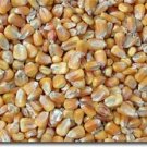 Carp Company Maize bait