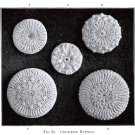 Antique Irish Crochet Buttons 1912 PDF Pattern