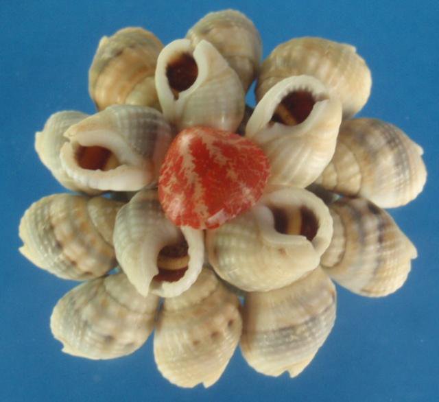 B518 Craftshells - Nassarius luridus, 1 oz
