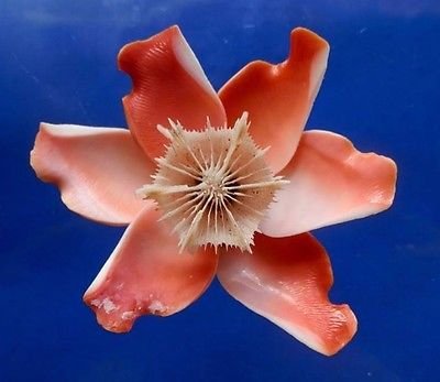 B541 Cut shells - Strombus luhuanus-19, 1 oz