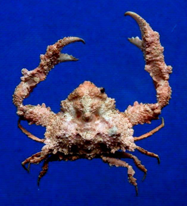 64451 Crab Taxidermy Elbow Crab Pseudolambrus Beaumonti 23 Mm