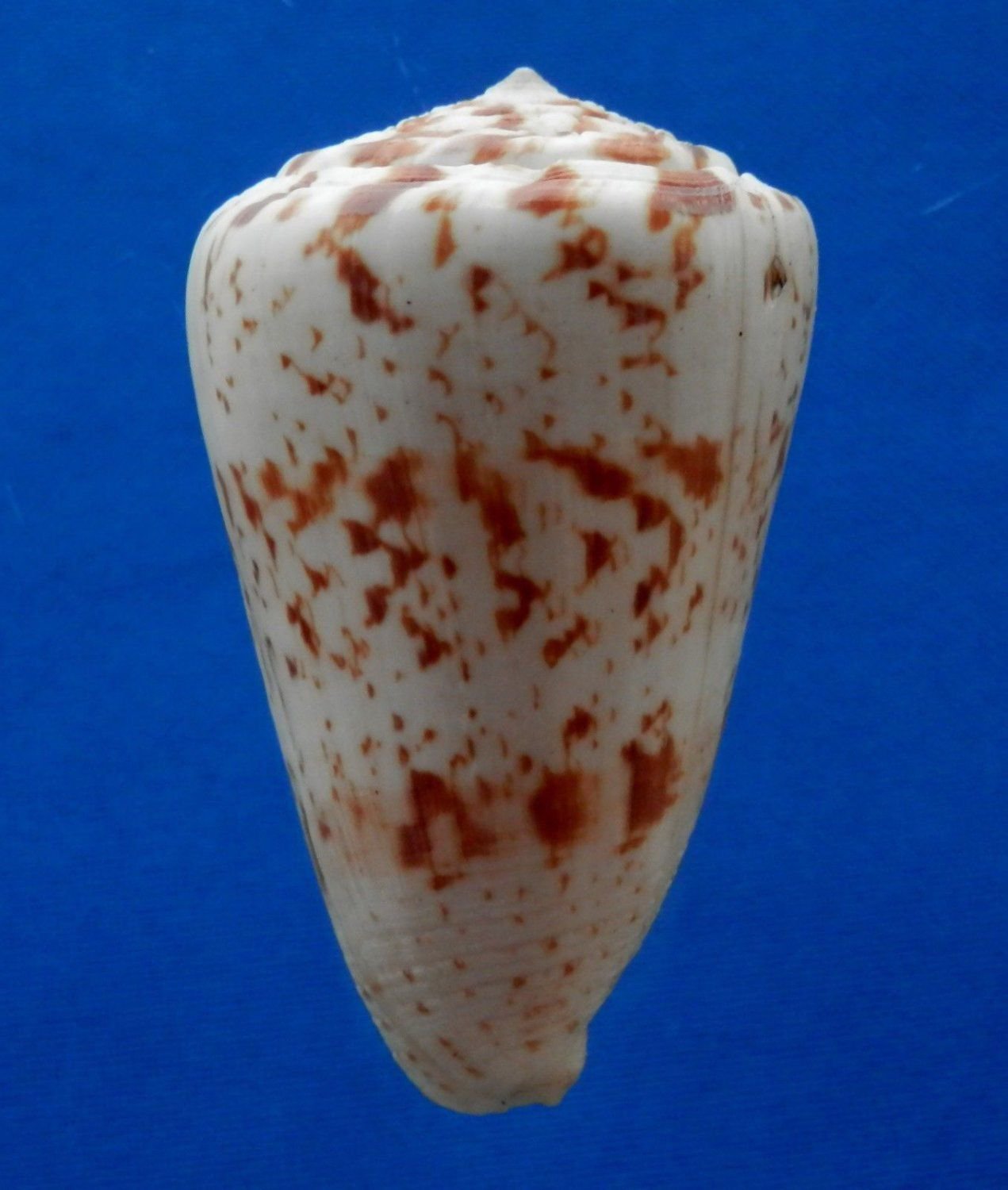 77863 Seashell Conus caracteristicus, 74.5 mm, extra large