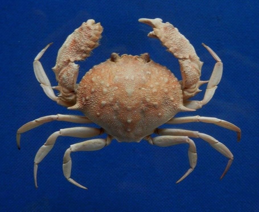 sold to andalloyd 77063 Box crab Mursia danigoi, 37 mm