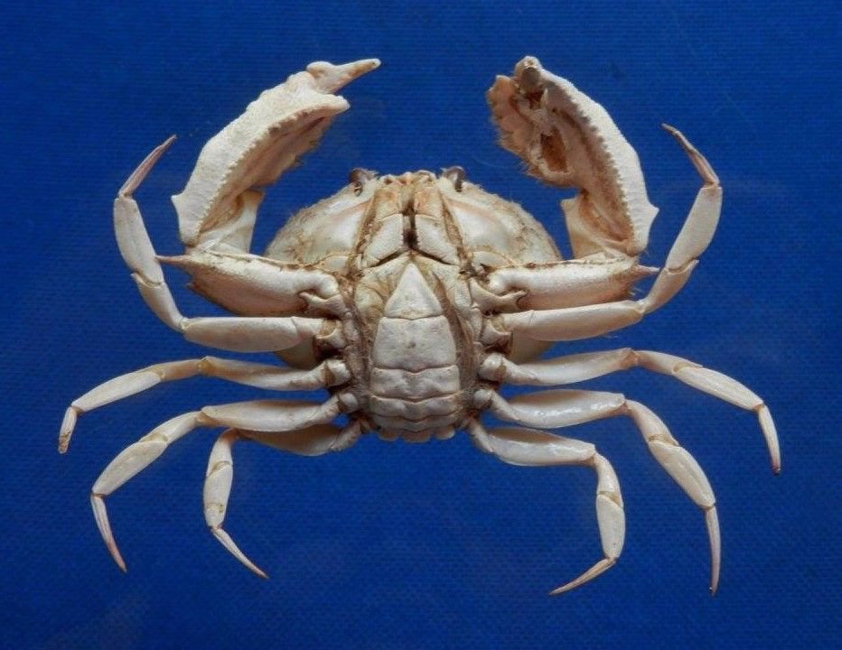 sold to andalloyd 77063 Box crab Mursia danigoi, 37 mm