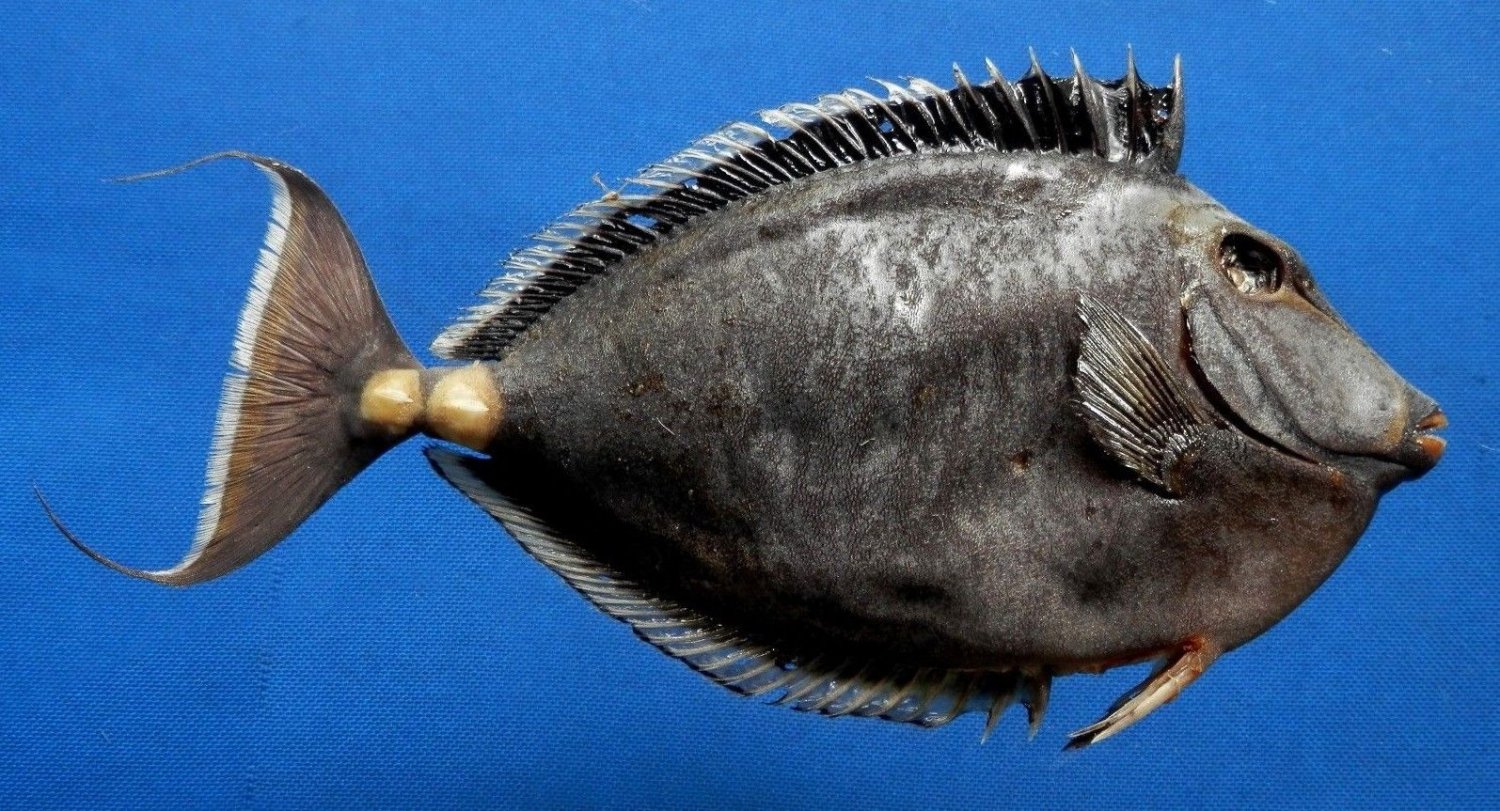 76279 Orangespine unicornfish Naso lituratus, 203 mm Freeze Dried