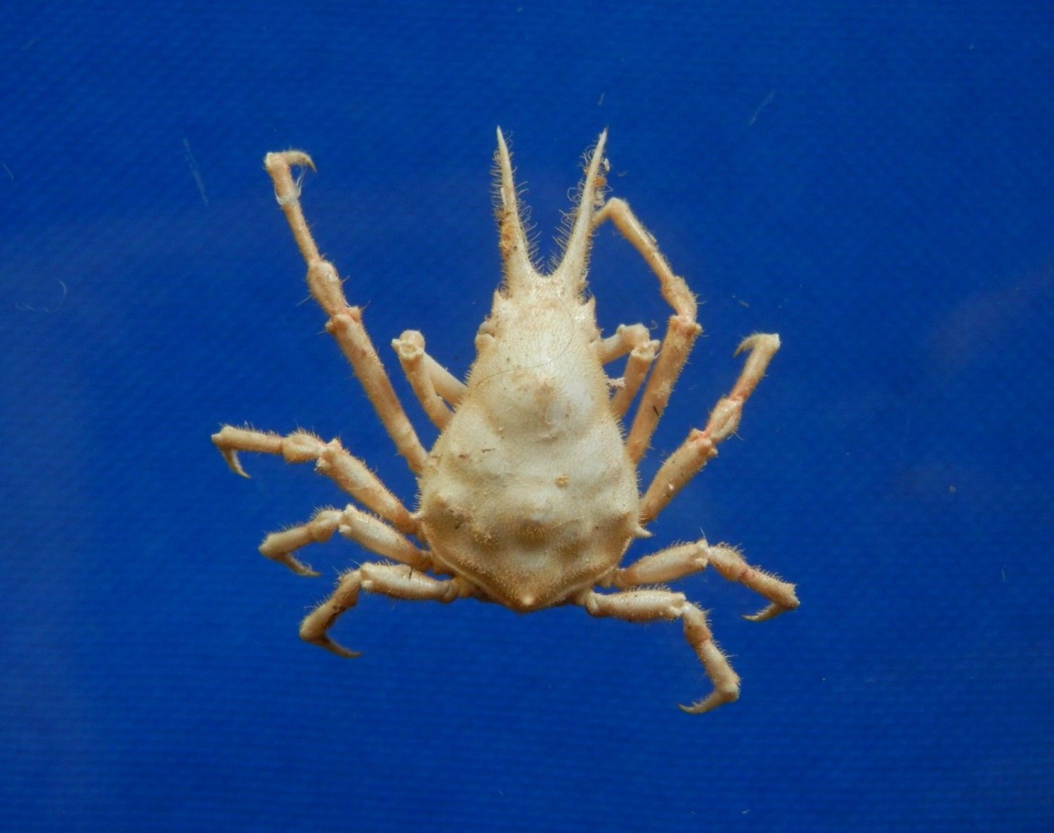 Gems Under the Sea 61580 Spider crab Hyastenus elongatus