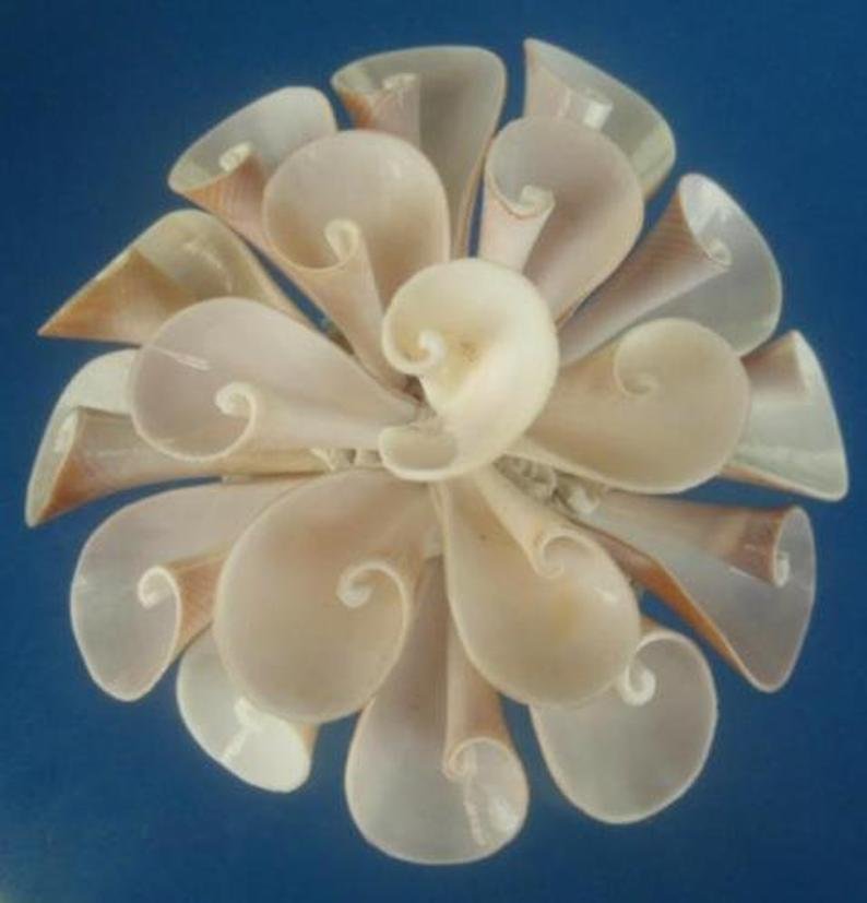 03033 Cut shells- Strombus vittatus-05, 1 oz.