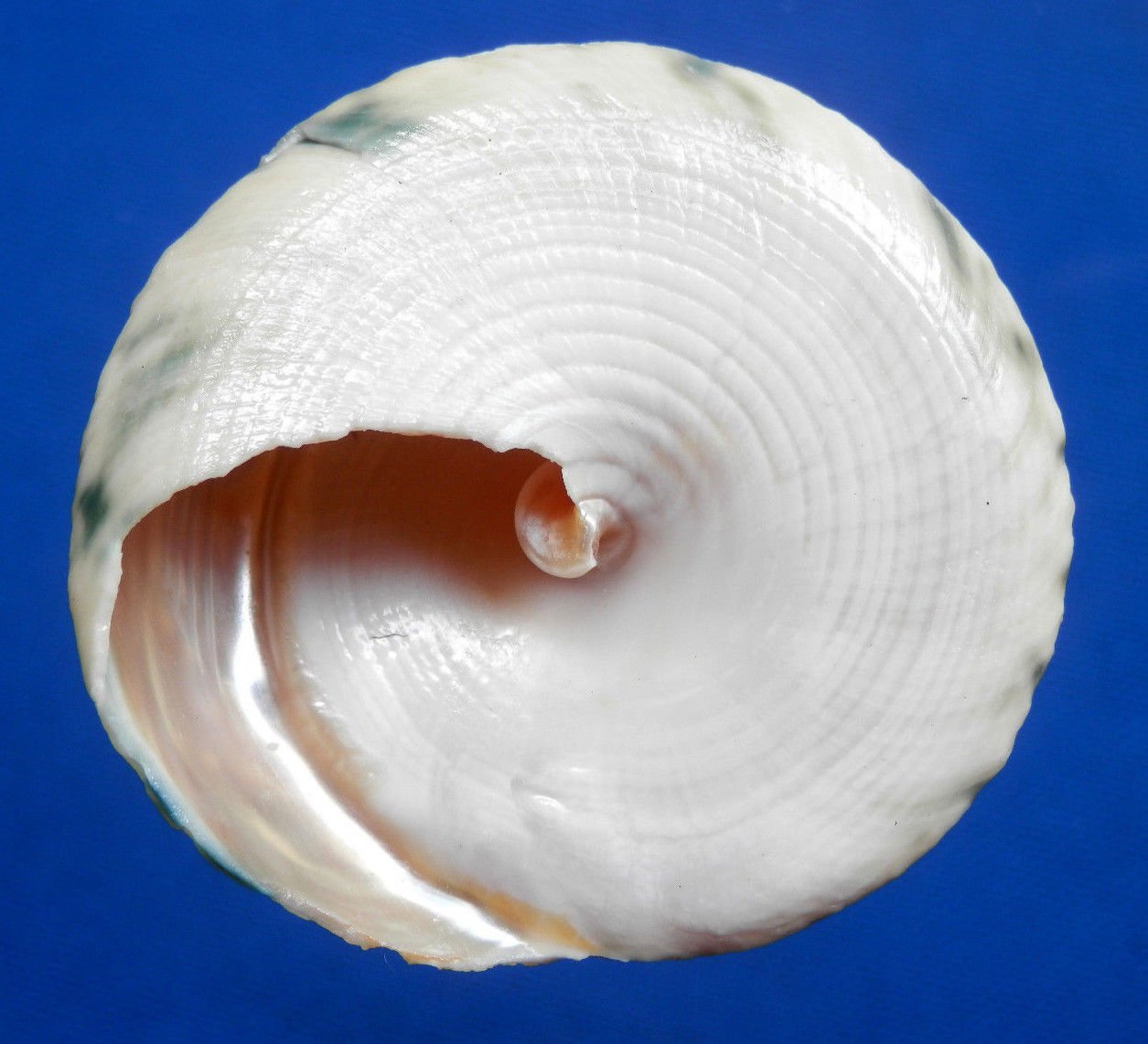 Gems Under the Sea 04890 Seashell Pyram top shell- Tectus pyramis, 54 ...