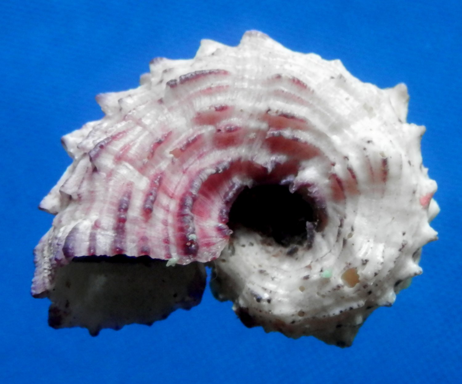 B270 20211 Seashell Angaria nodosa, 36 mm