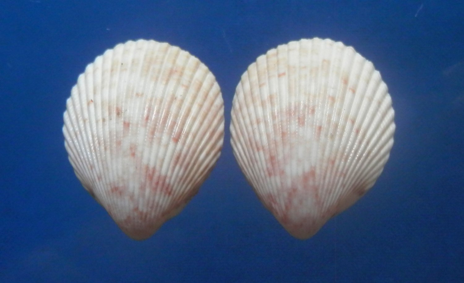 B273 20232 Seashells Acrosterigma Maculosum 28.6 Mm