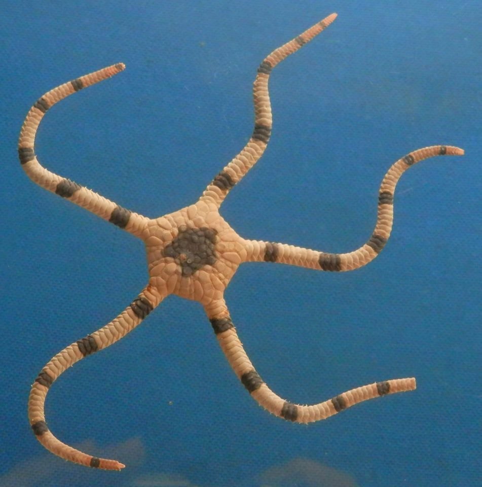 Gems Under the Sea 80906 Brown banded Brittle star Ophiolepis superba