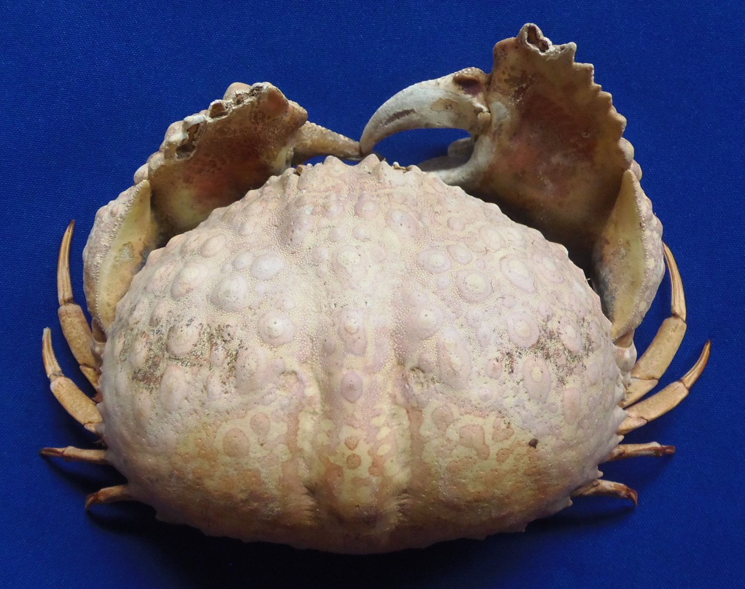B286 20320 Japanese shamefaced crab Calappa japonica, 126 mm