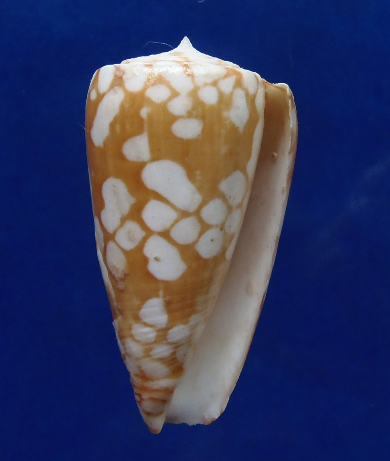 B300 20465 Conus cordigera 43 mm