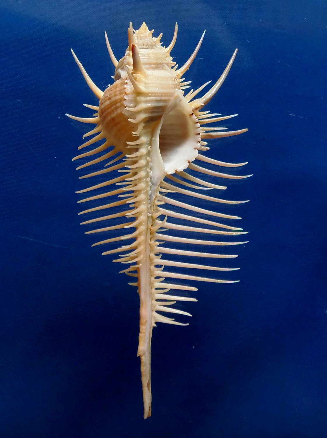 B307 20656 Murex pecten 6 1/4&quot;