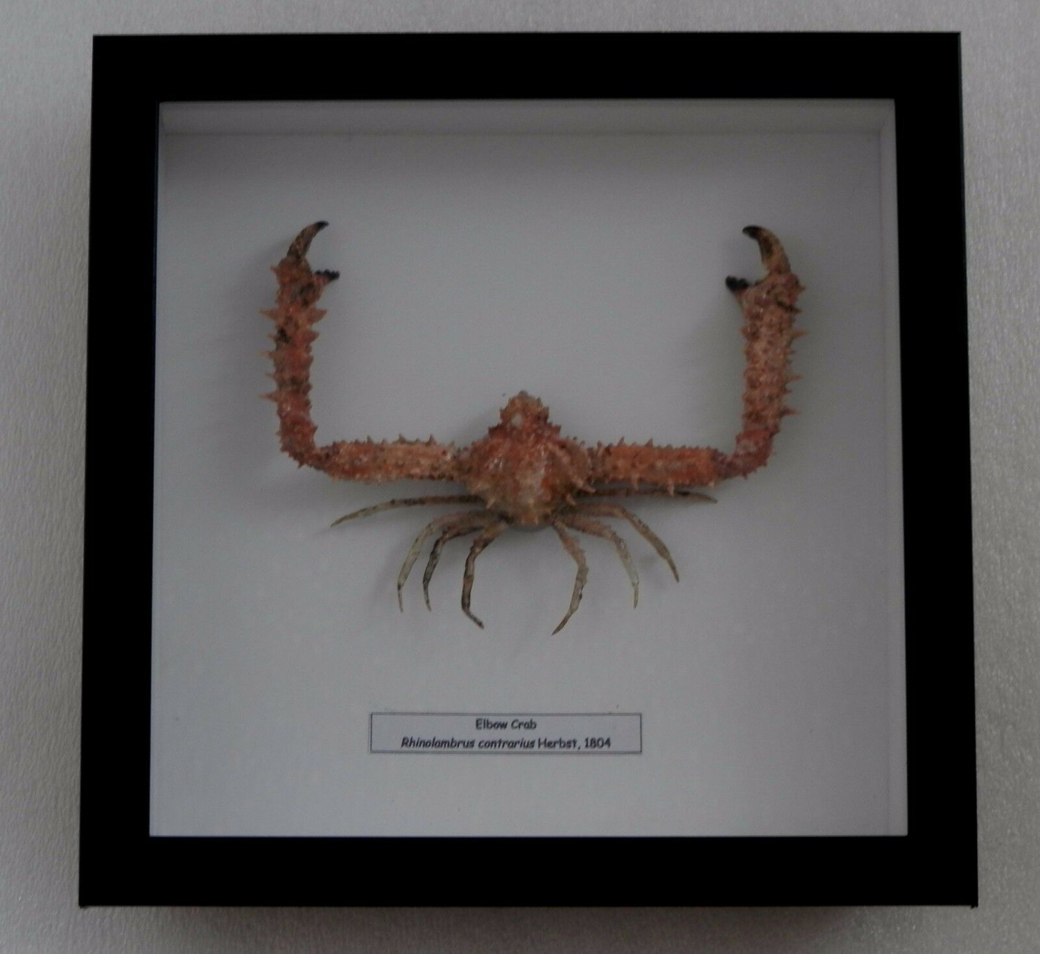 62587 Real Frame Elbow Crab- Rhinolambrus contrarius