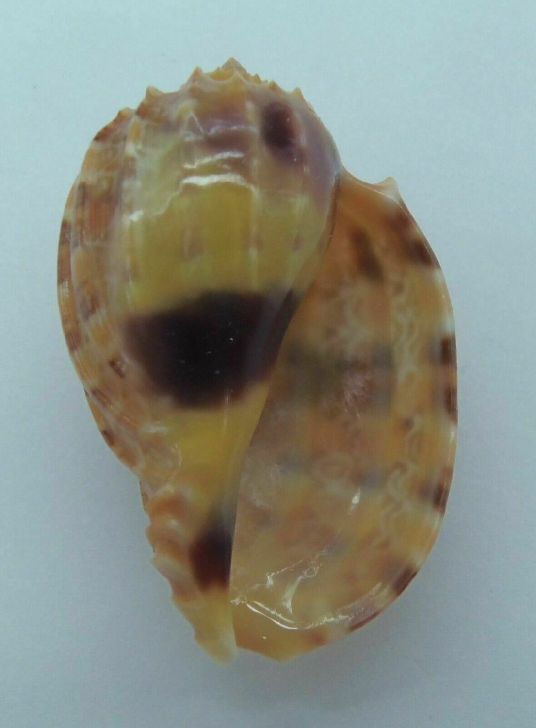 Seashell Harp Shell Harpa Kajiyamai 47 Mm