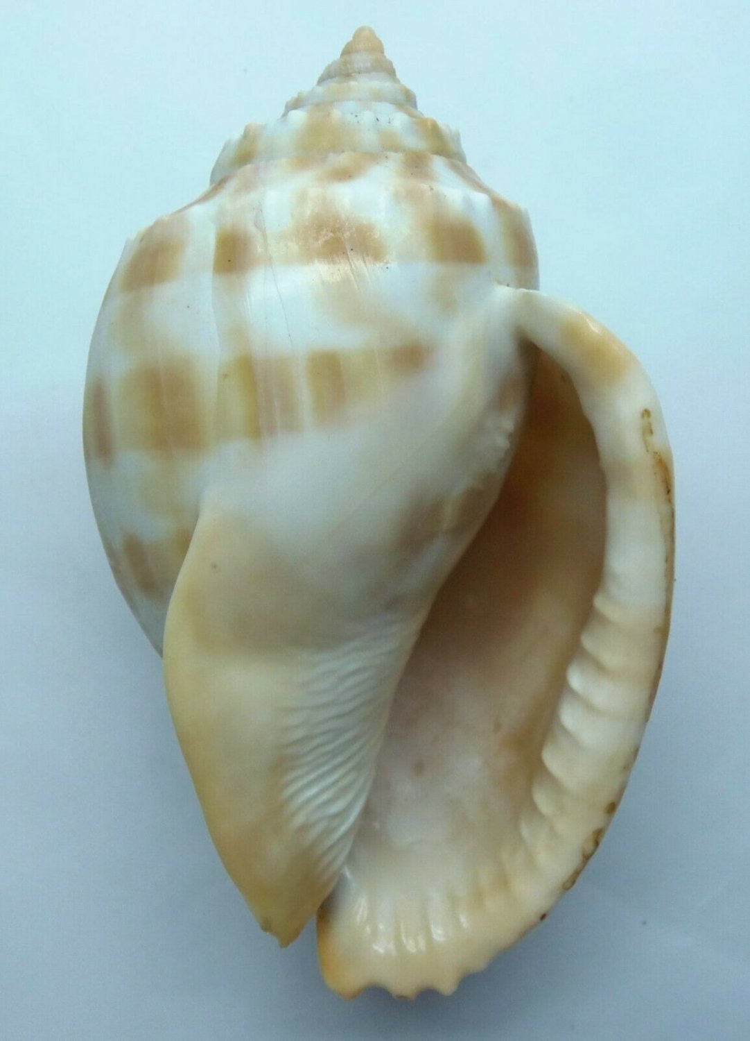 Seashell Banded Bonnet Phalium Bandatum 121 Mm