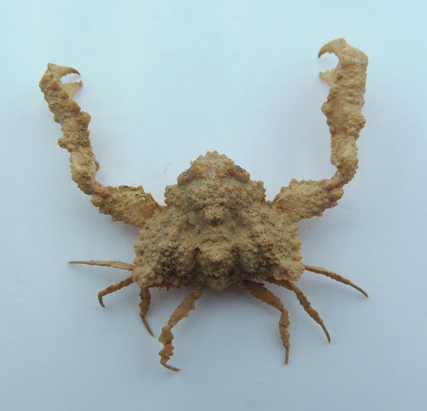 Elbow Crab Pseudolambrus Beaumonti Taxidermy Oddities Curiosity