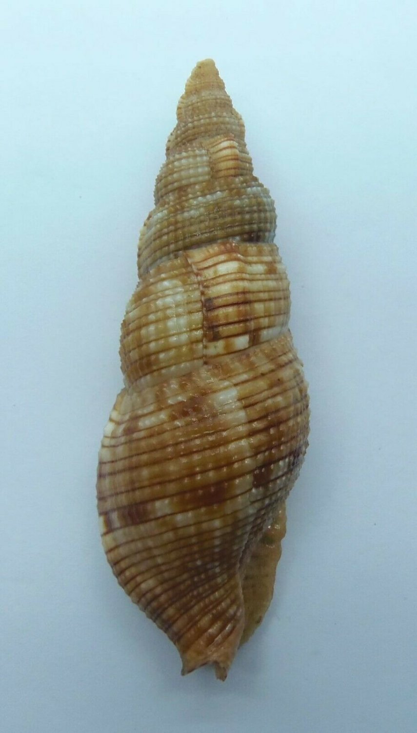 Molluscs Seashell Souverbie's Dwarf Triton Colubraria sowerbyi (13701 ...