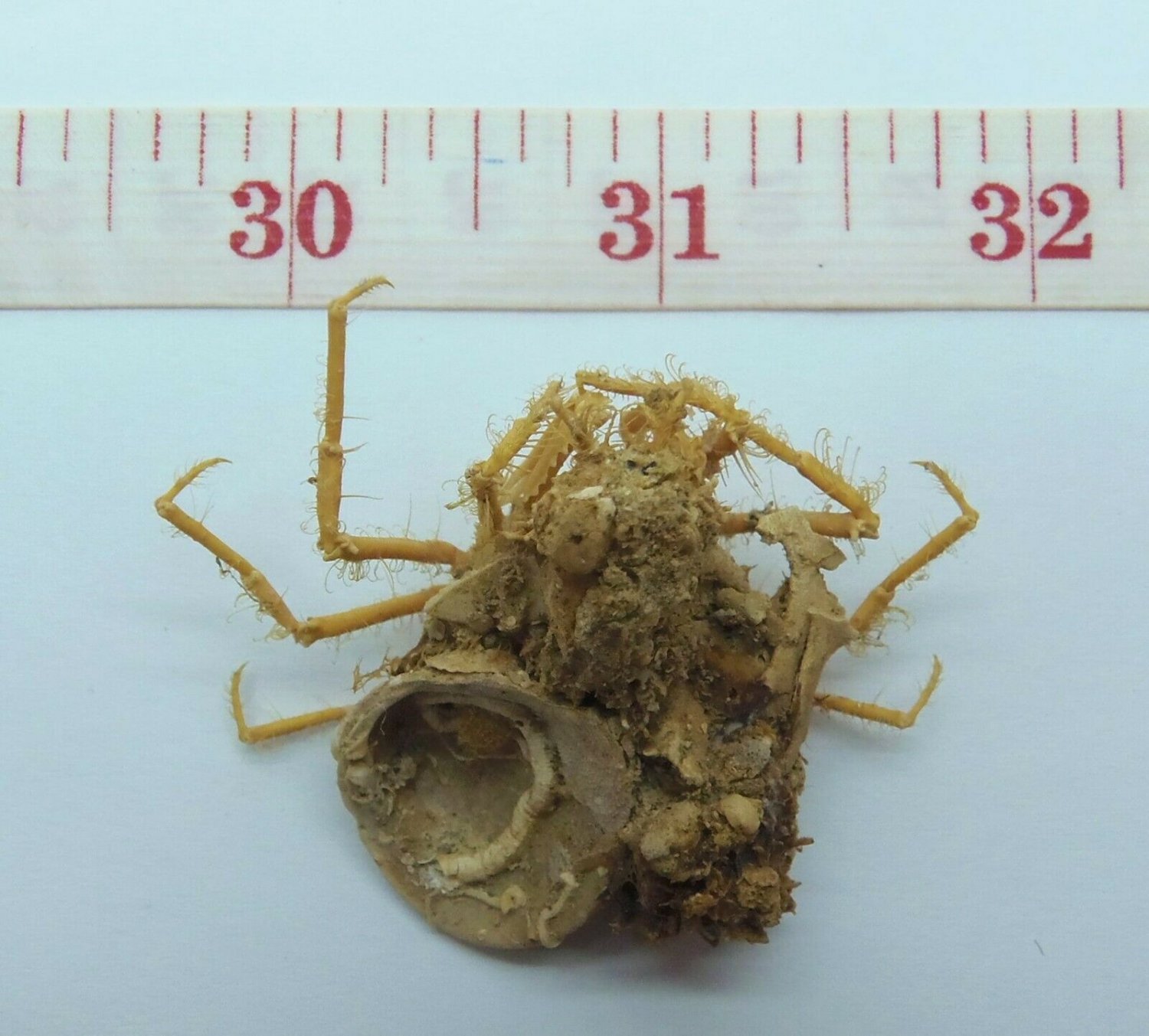 Spider crab Majidae sp, 15 mm Crab Taxidermy Oddities